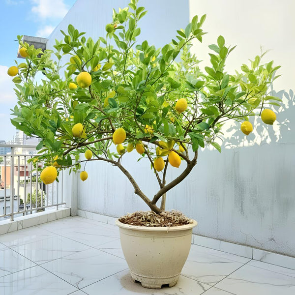 Grafted Meyer Lemon Tree Live Plant, 2 Ft Tall
