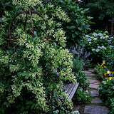 3 Night Blooming Jasmine Flower Live Plants, Flowering Shrub, 4-6 Inch Tall