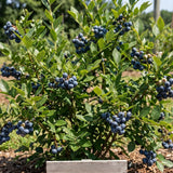 2 Springhigh Blueberry Bush Live Plant, Starter Fruit Plant, 4-6 Inch Tall