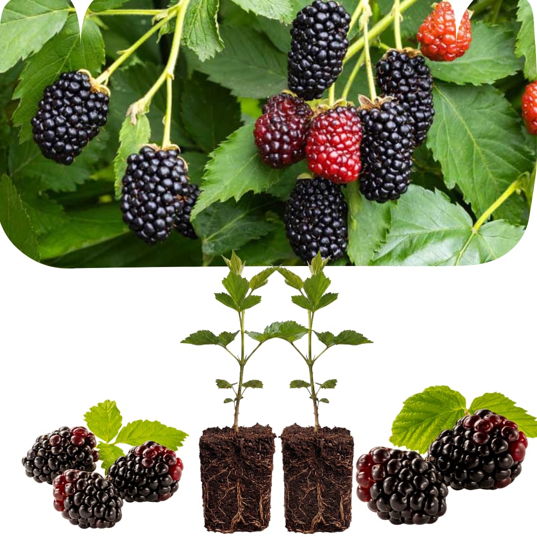 2 Sweet Thornless Boysenberry Plants Live, Garden Plant, 4-6 Inch Tall