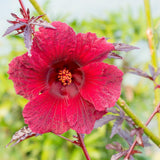 4 Cranberry Hibiscus Live Plants, Well-Rooted Flower Plant, 4-6 Inch Tall