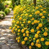 2 Gold Lantana Plants Live, Lantana Flower Plant, 4-6 Inches Tall