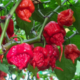 Carolina Reaper Pepper Chili Live Plant, 4-7 Inch Tall, 4 Inch Pot
