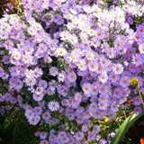 Lilac Blue Aster Live Plant 3-5" Tall, Vibrant Lilac Blue Aster Plant