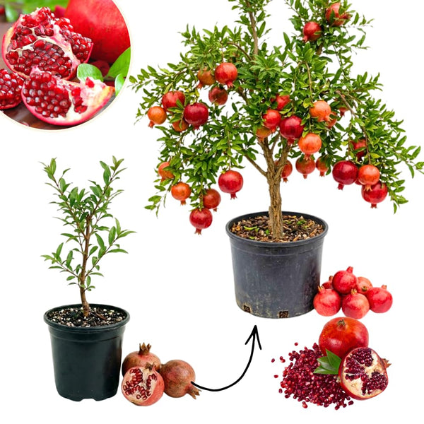Pomegranate Tree Live Plant, Fruit Tree, 8-10 Inch Tall, 4 Inch Pot