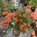 2 Orange Bougainvillea Live Plants, Patio Container Plant, 5-7 Inch Tall