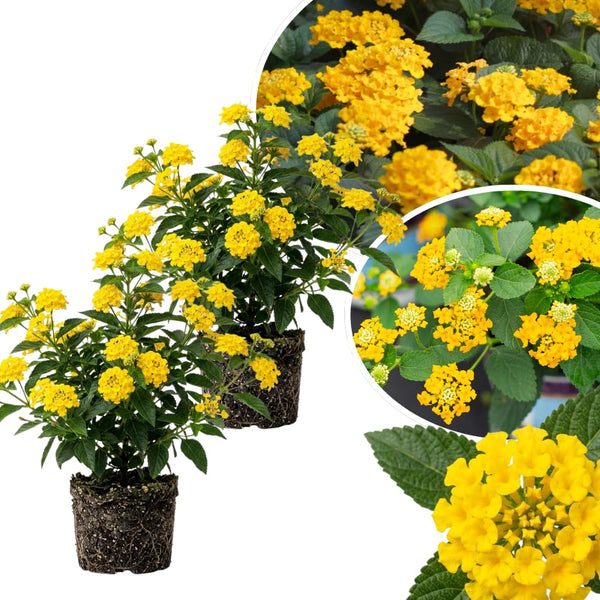2 Yellow Lantana Plants Live, Lantana Flower Plant, 4-6 Inches Tall