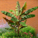 Zebrina Banana Plant Live, Starter Plant, 4-6 Inch Tall