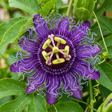 2 Purple Passion Flower Live Plants, Home Garden Plant, 4-7 Inch Tall