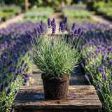 2 Lavender Plants Live, Well-Rooted Perennial Plant, 4-6 Inch Tall
