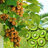 Hardy Kiwi Plant Live, Edible Berry Vine Plant, 4-6 Inch Tall