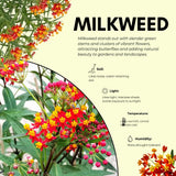 2 Orange Milkweed Live Plants, Perennial Flower Plant, 4-8 Inch Tall