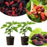 2 Dwarf Everbearing Mulberry Tree Live Plant, Edible Fruit, 6-8" Tall