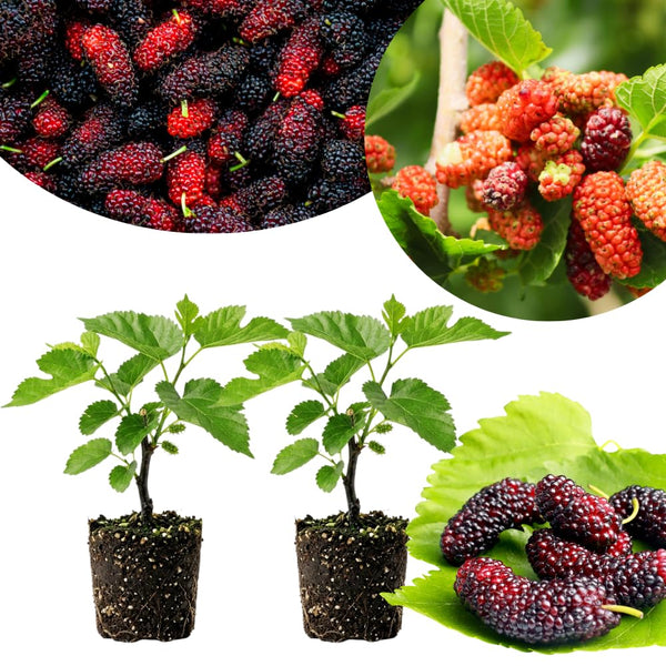 2 Dwarf Everbearing Mulberry Tree Live Plant, Edible Fruit, 6-8" Tall