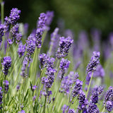 2 Blue Lavender Live Plants, 4-7 Inch Tall,Fragrant Flower for Growing