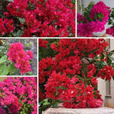 Set 2 Double Red Bougainvillea Live Plant 5-7 Inch Tall