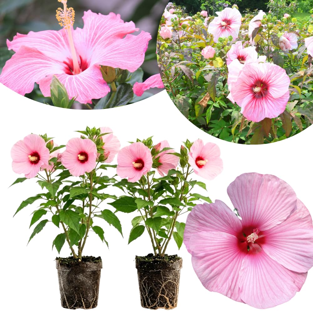 2 Hardy Light Pink Hibiscus Plant Live, Tropical Flower Shrub, 4-6" Tall