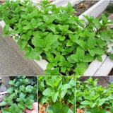 Set 3 Mojito Mint Live Plant 3 to 6 Inch Tall