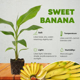 Sweet Live Banana Plant, Live Starter Plant, 4-6 Inch Tall