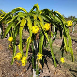 3 Yellow Dragon Fruit Plants Live, Fast Growing Fruit Cactus, 3-6 Inch Tall