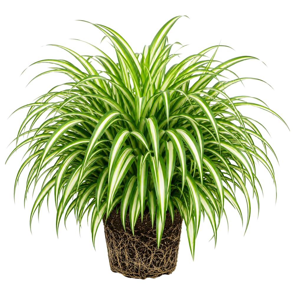 Variegated Spider Live Plant, Spider Indoor Houseplant, 4-6 Inch Tall