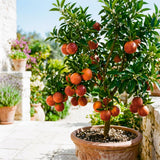 Blood Orange Tree, Indoor Outdoor Plant, 1-2 Ft Tall