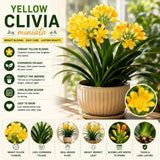 Yellow Clivia Miniata Live Plant, Clivia Miniata Lily, 6 Inch Pot