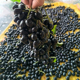 Black Plum Tree Plant Live, Outdoor Garden Fruit Tree, 4 Inch Pot