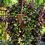 2 Purple Swedish Ivy Live Plants, Houseplant, 4-6 Inch Tall