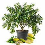 Green Finger Lime Tree, Finger Lime Fruit Tree, 1 Gallon Pot
