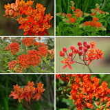 Pack 2 Orange Milkweed Live Plants, Asclepias Tuberosa Plant 4–6" Tall