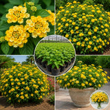 2 Yellow Lantana Plants Live, Hardy Flowering Perennial, 4-6" Tall