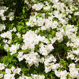 White Bougainvillea Live Plant, Well-Rooted Flower Vine, 4 Inch Tall