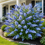 Light Blue Butterfly Bush Plant, Fragrant Buddleia for Planting, 5-9" Tall