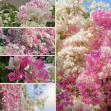 Set 2 White Pink Bougainvillea Live Plant 5-7 Inch Tall
