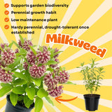 2 Purple Live Milkweed Plants, Patio Container Plant, 4-6 Inch Tall