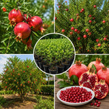 Pomegranate Live Plant, Pomegranate Tree, 8-10 Inch Tall, 4 Inch Pot