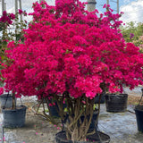 2 Magenta Red Bougainvillea Plants Live, Garden Plant, 5-7 Inch Tall