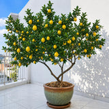 Grafted Meyer Lemon Tree Live Plant, 2 Ft Tall