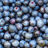 2 Sharpblue Blueberry Live Plants, Ready to Grow Plant, 4-7 Inch Tall