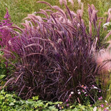 Set of 2 Red Fountain Grass Live Plants, 4–6 Inches Tall, No Pot, Ornamental Grass for Outdoor Planting