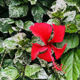 4 Snow Hibiscus Live Plants, Hibiscus Flower, Patio Container Plant, 4-8 Inch Tall