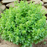 3 Greek Basil Plants Live, Basil Herb Plant Live, 4-7 Inch Tall