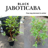 Black Jaboticaba Tree Plant Live, Well-Rooted Fruit Tree, 1 Ft Tall