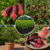 Red Finger Lime Tree, Finger Lime Fruit Tree, 1 Gallon Pot