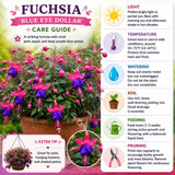 Purple Fuchsia Live Plant, Patio Basket Flower, 4-8 Inch Tall, 5 Inch Pot