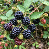2 Osage Black Berry Live Plants, Fruit Berry Plant, 4-6 Inch Tall