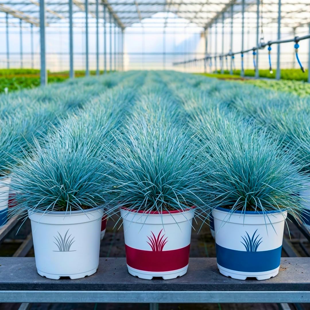 2 Ornamental Grass Live Plants, Well-Rooted Grass Plant, 4 Inch Pot