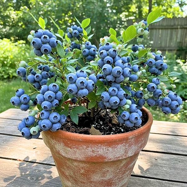 2 Sharpblue Blueberry Plant Live, Blueberry Bushes Plant, 4-7 Inch Tall