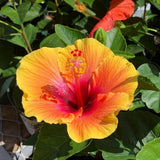 4 Red Yellow Hibiscus Live Plants, Hibiscus Flower, Patio Container Plant, 4-8 Inch Tall